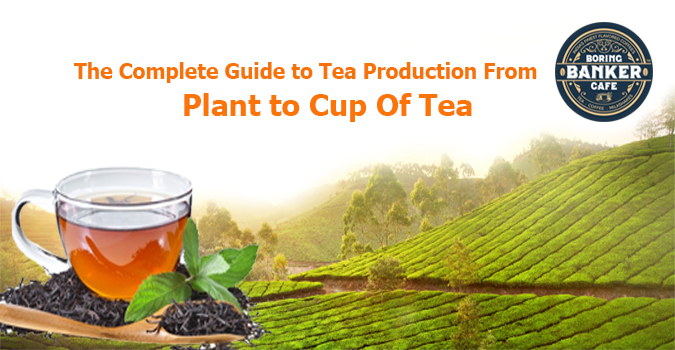 Boringbankercafe Boring Banker Cafe Complete Guide to Tea Production From Plant to Cup